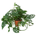 MONSTERA SWISS CHEESE 6-inch