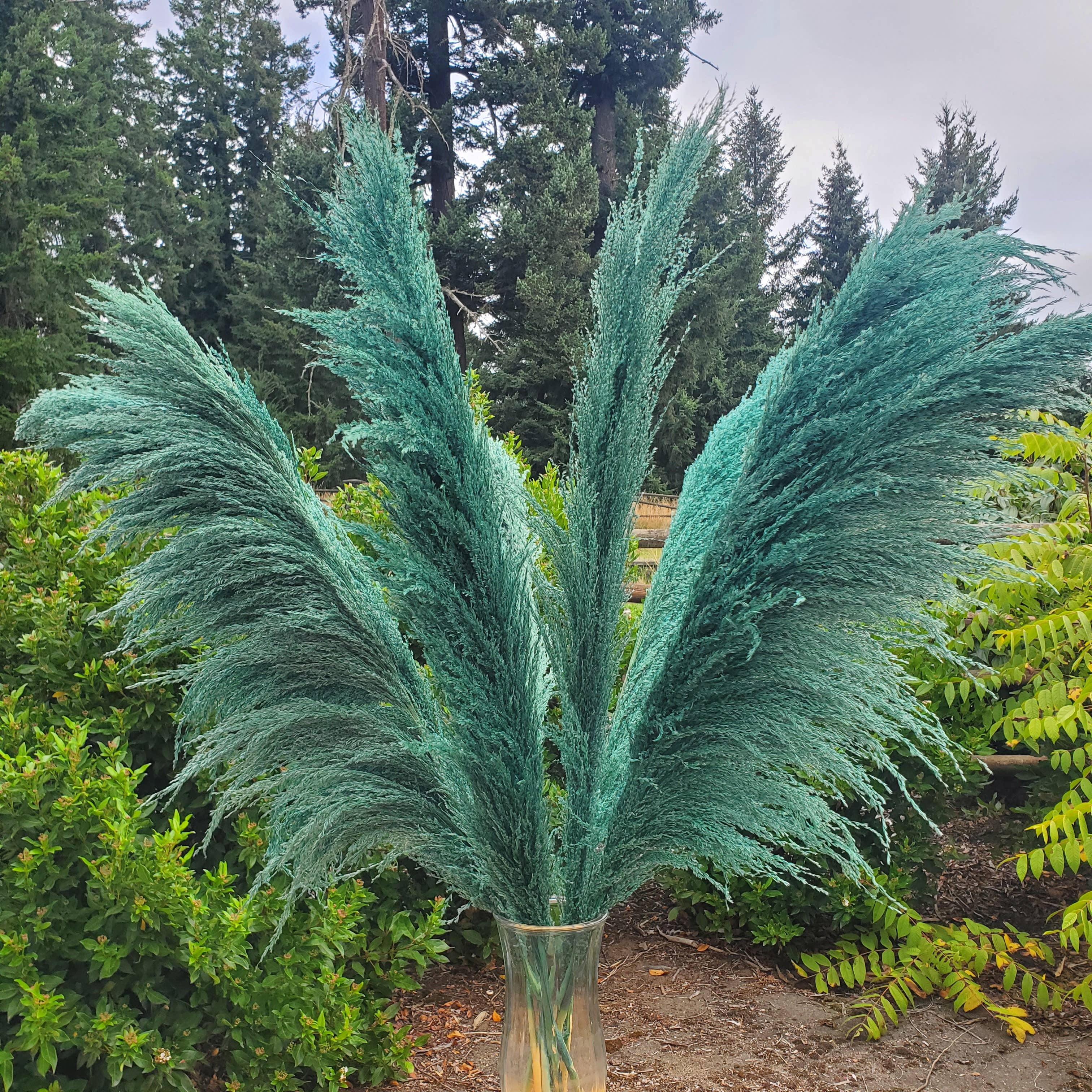 No-Shed Silky Large Pampas (3-4ft) - Peacock Sage (705)