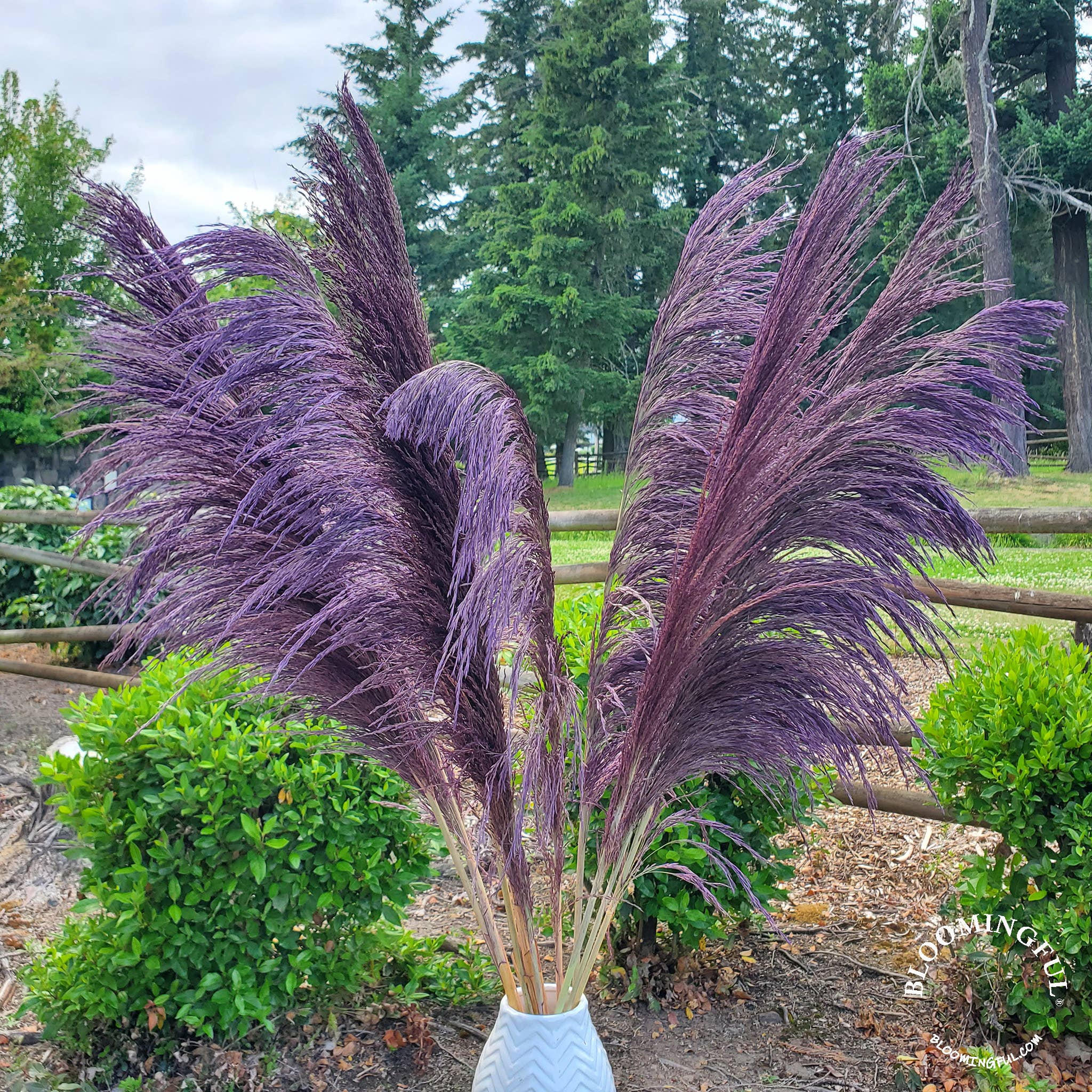 No-Shed Silky Large Pampas (3-4ft) - Moody Purple