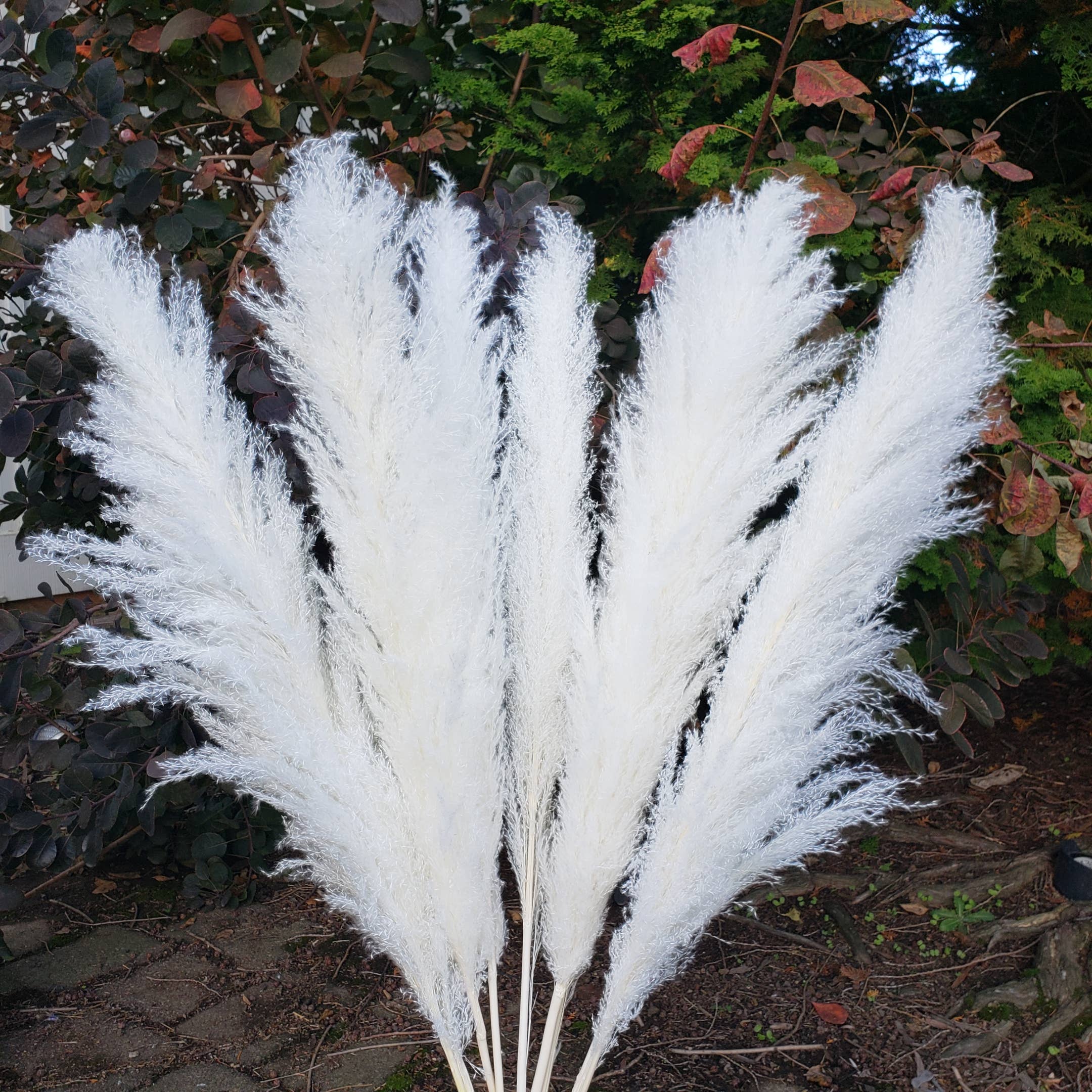 X-Large Pampas Grass, Dried with Fluffy Plumes - White/Ivory