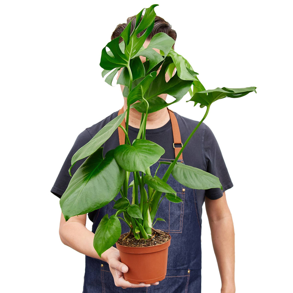 Monstera Deliciosa Live Plant, 6-Inch