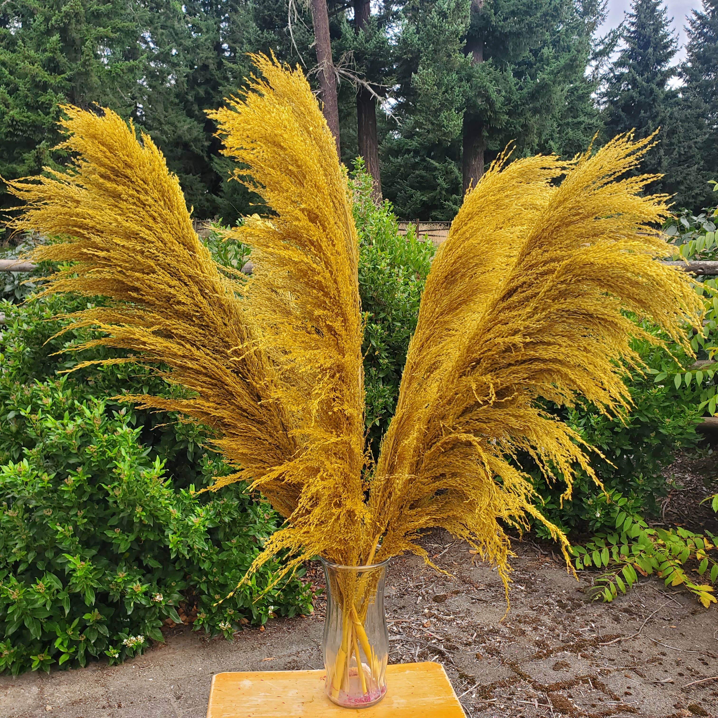 No-Shed Silky Large Pampas (3-4ft) - Golden Yellow (709)