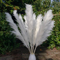 X-Large Pampas Grass, Dried with Fluffy Plumes - White/Ivory