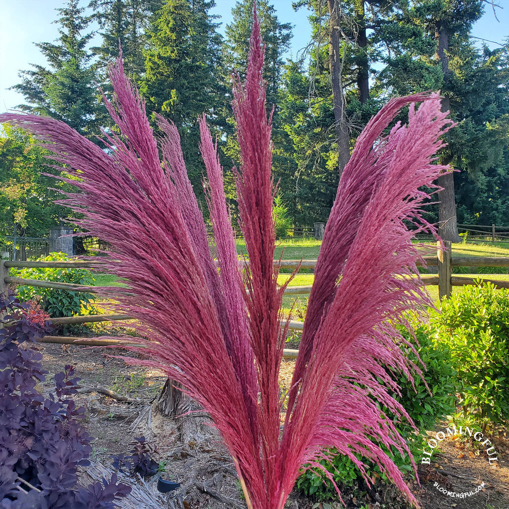 No-Shed Silky Large Pampas (3-4ft) - Pink Magenta