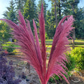 No-Shed Silky Large Pampas (3-4ft) - Pink Magenta