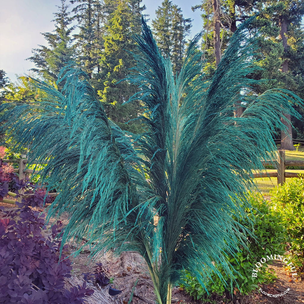 No-Shed Silky Large Pampas (3-4ft) - Peacock Sage (705)