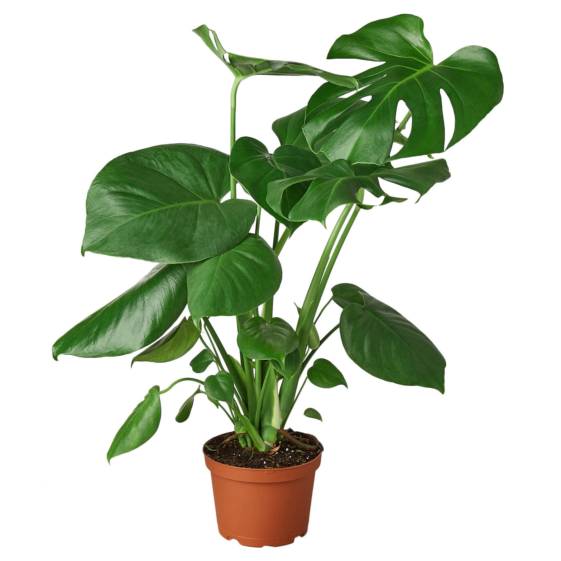 Monstera Deliciosa Live Plant, 6-Inch