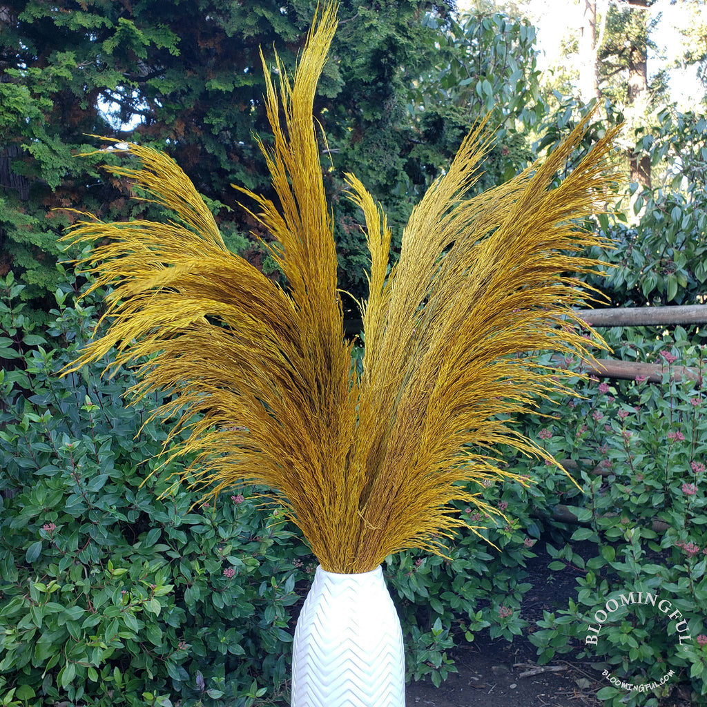 No-Shed Silky Large Pampas (3-4ft) - Golden Yellow (709)