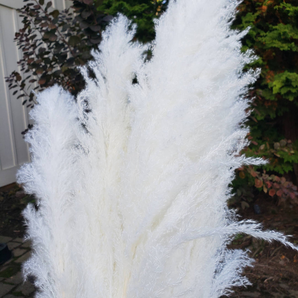 X-Large Pampas Grass, Dried with Fluffy Plumes - White/Ivory