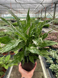 Variegated Spathiphyllum 'Domino' - 6" Pot