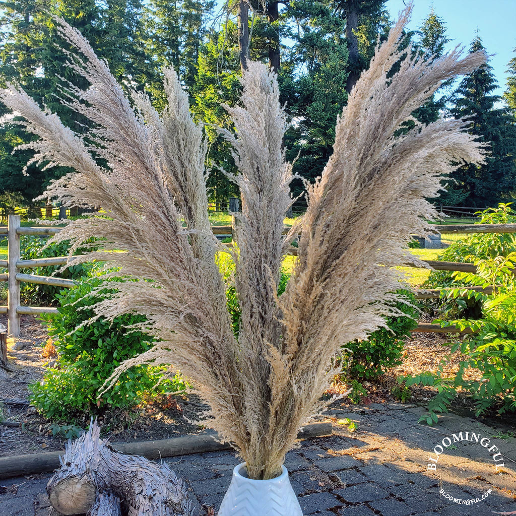 No-Shed Silky Large Pampas (3-4ft) - Natural Beige